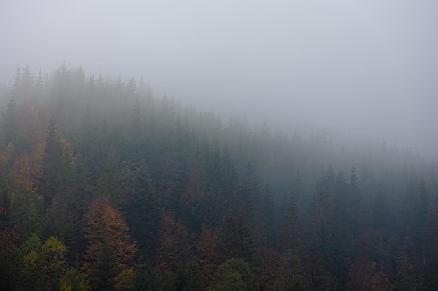 幼儿园体育活动的意义是什么-